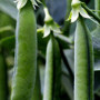 Амалфи семян гороха (Syngenta)