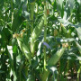 Астронавт F1 насіння кукурудзи суперсолодкої Sh2 (Snowy River)