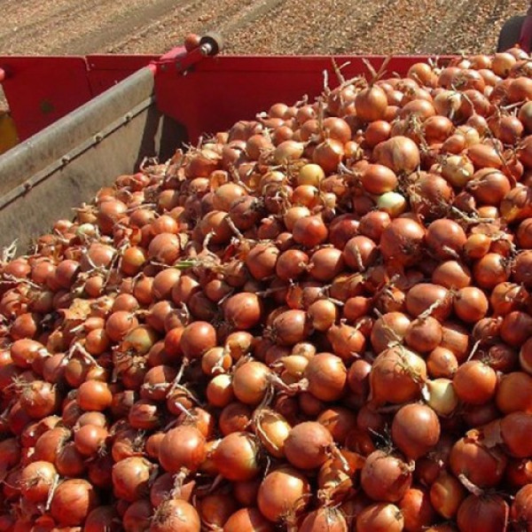 Аттіка F1 (Амбрадор F1) насіння цибулі ріпчастої жовтої (Cora Seeds