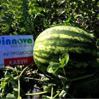 АУ Продюсер насіння кавуна середнього (Innova Seeds)