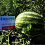 АУ Продюсер семян арбуза среднего (Innova Seeds)