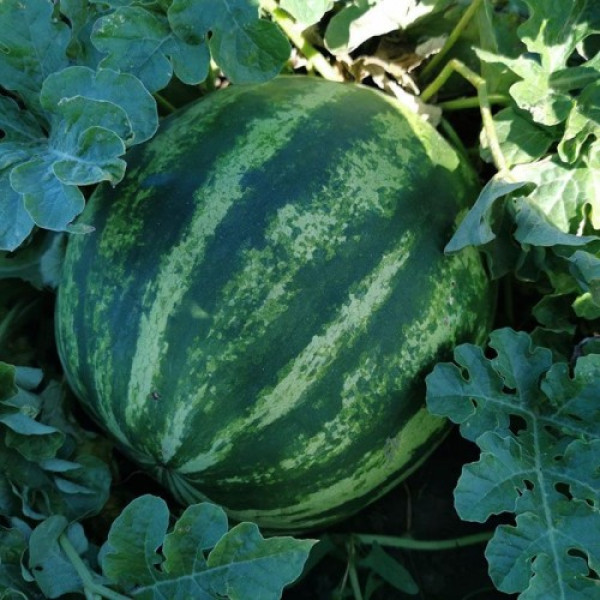 АУ Продюсер семян арбуза среднего (Innova Seeds)