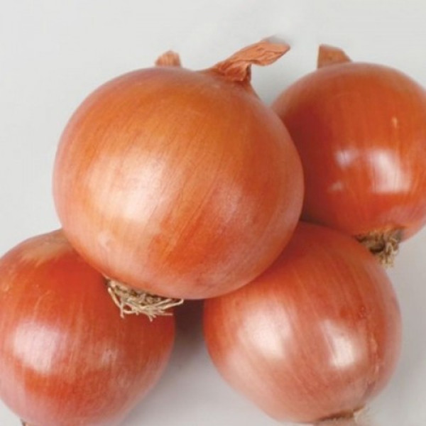 Борнео F1 семена лука репчатого желтого (Takii Seeds)