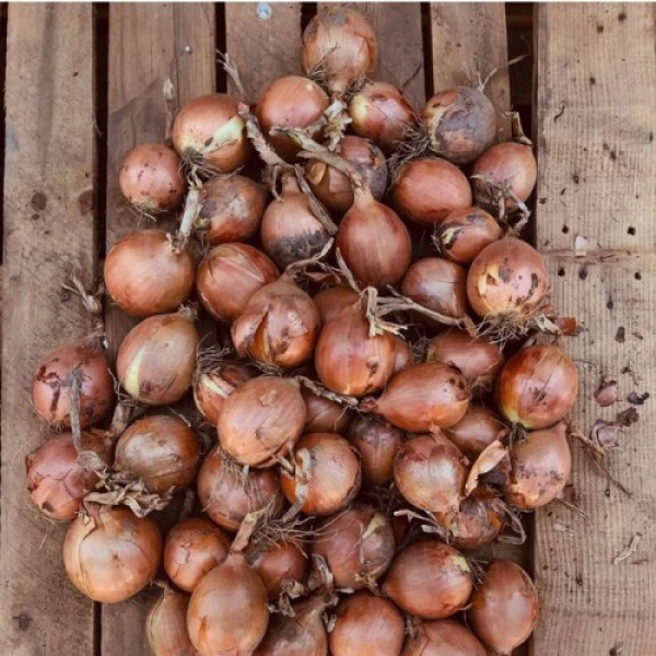 Борнео F1 семена лука репчатого желтого (Takii Seeds)