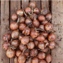 Борнео F1 семена лука репчатого желтого (Takii Seeds)