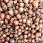 Борнео F1 семена лука репчатого желтого (Takii Seeds)