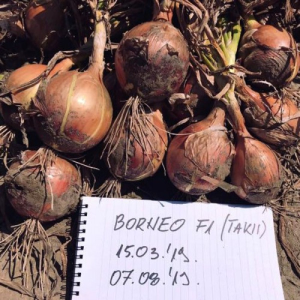 Борнео F1 семена лука репчатого желтого (Takii Seeds)