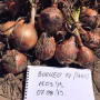 Борнео F1 семена лука репчатого желтого (Takii Seeds)