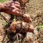 Борнео F1 семена лука репчатого желтого (Takii Seeds)