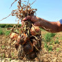 Борнео F1 семена лука репчатого желтого (Takii Seeds)