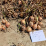 Борнео F1 семена лука репчатого желтого (Takii Seeds)