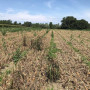 Борнео F1 семена лука репчатого желтого (Takii Seeds)