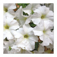 Браво F1 белое (white) семена петунии (Syngenta)