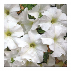 Браво F1 біла (white) насіння петунії (Syngenta)