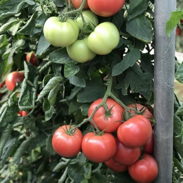 ЦРХ 78951 F1 (CRX 78951 F1) семена помидора индетерминантного (Cora Seeds)