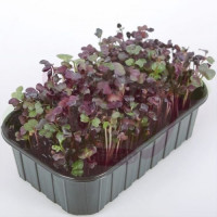 Дайкон Санго семена микрозеленые (Agrocity)