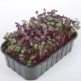 Дайкон Санго семена микрозеленые (Agrocity)