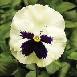 Фино F1 біла з вічком (White With Blotch) насіння віоли (Syngenta)