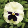 Фино F1 біла з вічком (White With Blotch) насіння віоли (Syngenta)