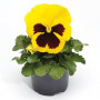Фіно F1 жовта з вічком (Yellow With Blotch) насіння віоли (Syngenta)