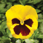Фіно F1 жовта з вічком (Yellow With Blotch) насіння віоли (Syngenta)
