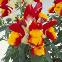 Флорал Шоуер F1 red & yellow насіння антирринуму карликового однорічн. до 20 см (Sakata)