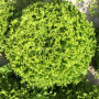 Фрісол насіння салату тип Батавія (Syngenta)