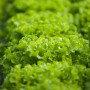 Фрісол насіння салату тип Батавія (Syngenta)