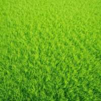Гольф Greenfield семян газонной травы (Feldsaaten Freudenberger GmbH)