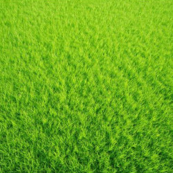 Гольф Greenfield насіння газонної трави (Feldsaaten Freudenberger GmbH)