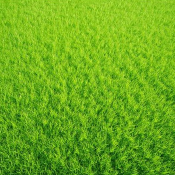 Гольф Greenfield насіння газонної трави (Feldsaaten Freudenberger GmbH)