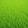 Гольф Greenfield насіння газонної трави (Feldsaaten Freudenberger GmbH)