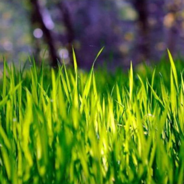 Гольф Greenfield насіння газонної трави (Feldsaaten Freudenberger GmbH)