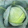 Бірюза насіння капусти білоголової (Satimex)