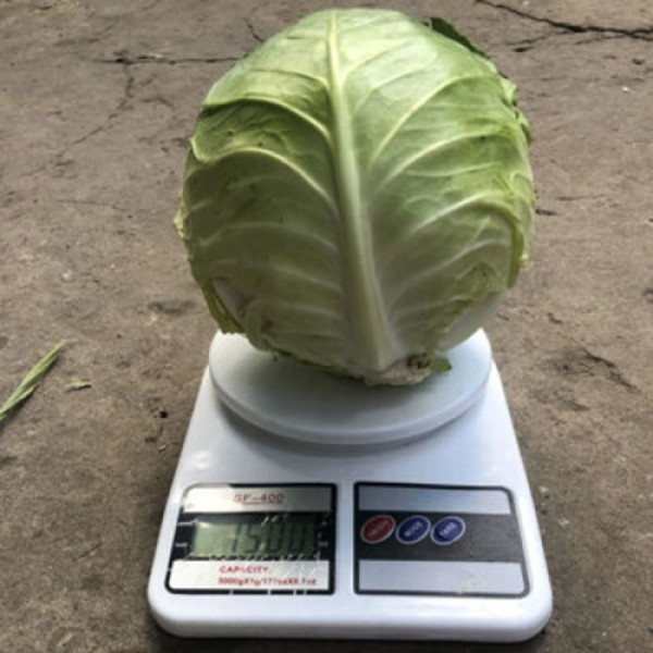 Індіана F1 насіння капусти білоголової (Lark Seeds)