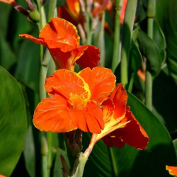Індійська насіння канни (Hem Zaden)