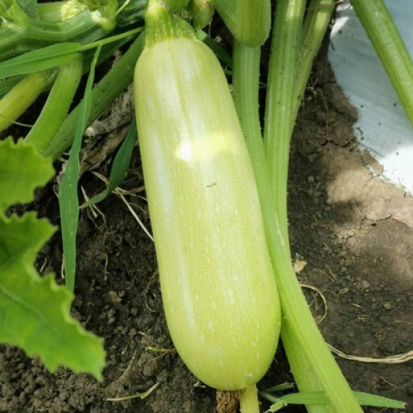Ришар F1 (INX 1423 F1) семена кабачка (Innova Seeds)