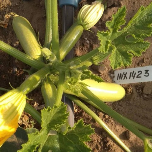 Ришар F1 (INX 1423 F1) семена кабачка (Innova Seeds)