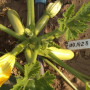 Ришар F1 (INX 1423 F1) семена кабачка (Innova Seeds)