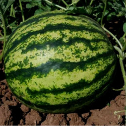 Тейтум F1 (INX 1805 F1) семена арбуза раннего (Innova Seeds)