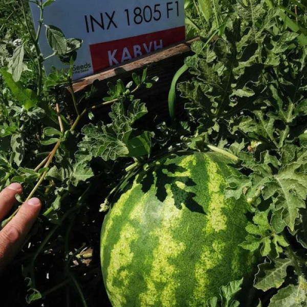 Тейтум F1 (INX 1805 F1) семена арбуза раннего (Innova Seeds)
