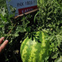 Тейтум F1 (INX 1805 F1) семена арбуза раннего (Innova Seeds)