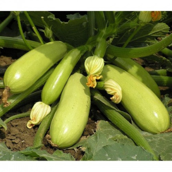 Искандер F1 семена кабачка (Seminis)