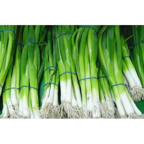 Вулкан насіння цибулі на перо (Kitano Seeds)