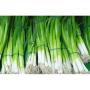 Вулкан насіння цибулі на перо (Kitano Seeds)