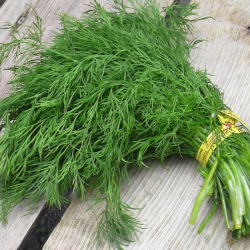 Шмарагд (Смарагд) насіння кропу
