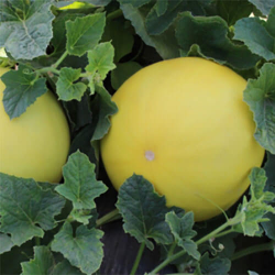 Шинари F1 семена дыни (Kitano Seeds)