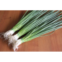 Кімі насіння цибулі на перо (Cora Seeds)