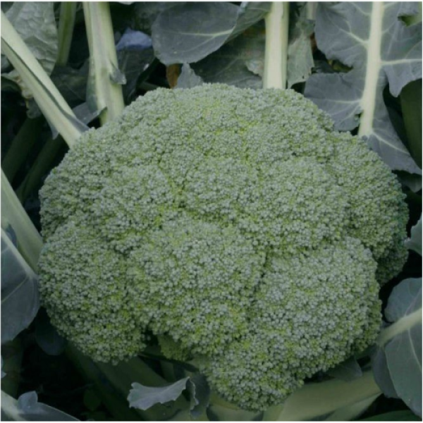 Квінта F1 насіння капусти брокколі (Taki Seeds)