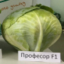 Профессор F1 (Професор F1) насіння капусти білоголової (Syngenta)